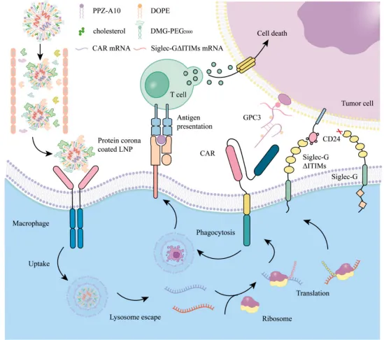 Figure 2. Schematic Diagram of Macrophage Action on Hepatocellular Carcinoma.