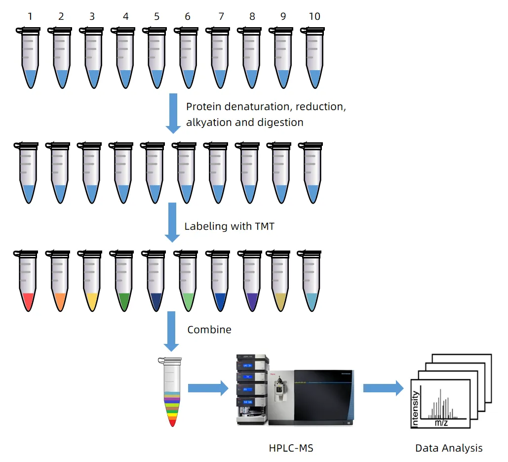 tmt-quantitative-proteomics-analysis-service-1